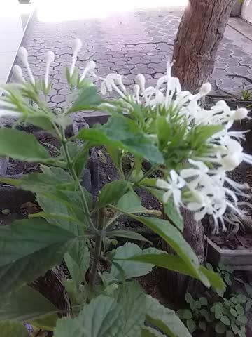 there are blooming white flower
