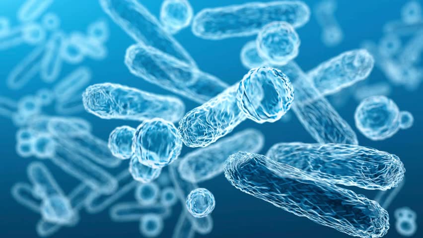 bacteria, microbiology, cellular structure, 4k video, prokaryotic cells, cell membrane, cytoplasm, nucleoid, flagella, biofilm, microscopic, bacterial shape, spherical (cocci), rod-shaped (bacilli), 