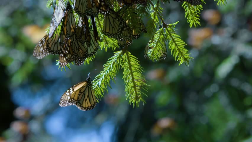 Monarch Ballet: Graceful Butterflies in Flight