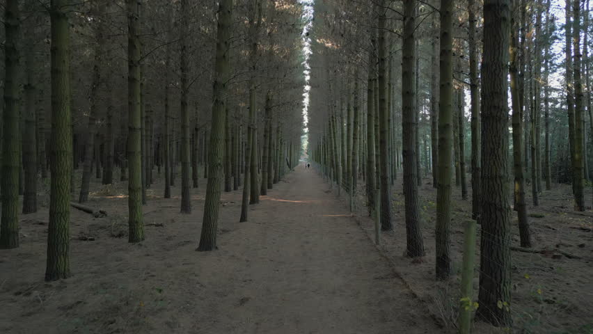 Deserted Forest Path With Tall Pine Trees In Canterbury New Zealand Tracking Backwards