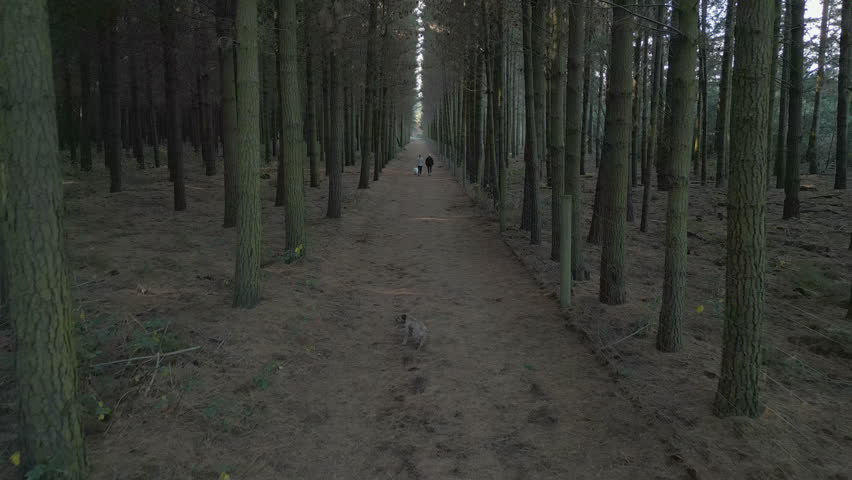Dog Walkers Through The Pine Trees At Bottle Lake Forest Canterbury New Zealand