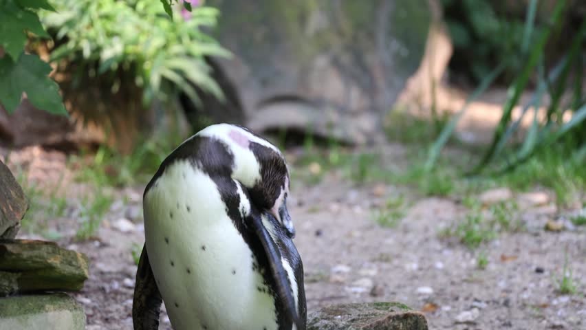 Humboldt Penguin (Spheniscus humboldti) in a zoo