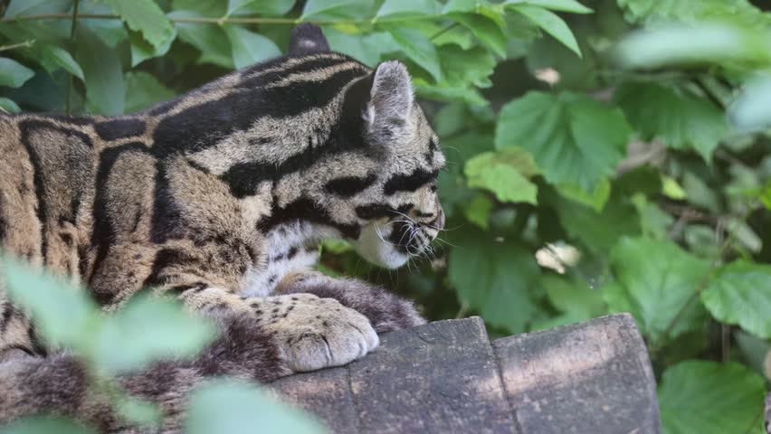 Close-up view of a beautiful Formosan clouded leopard