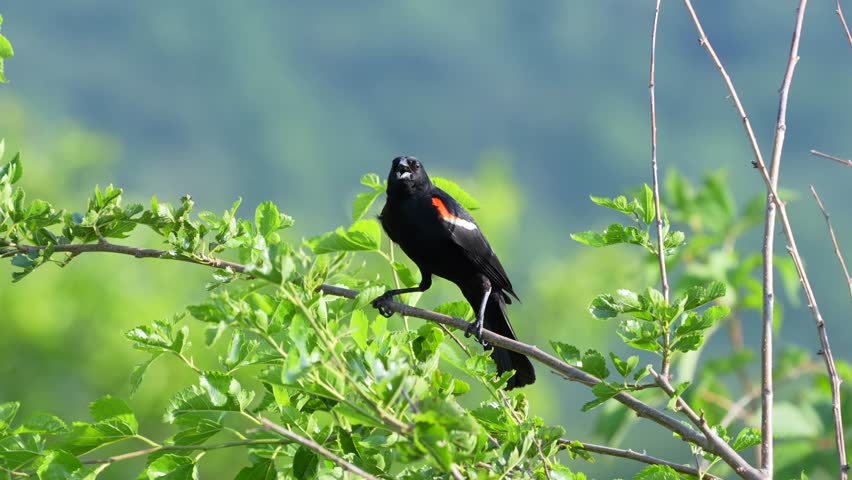 A red winged black bird perched on a leafy branch on a bush on a summer day.