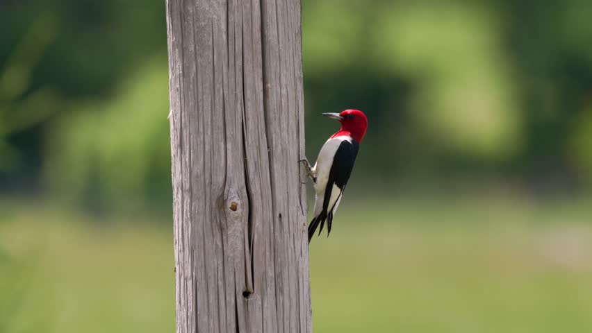 A red headed woodpecker perched on a post and looking for birds in the bright summer sunshine.