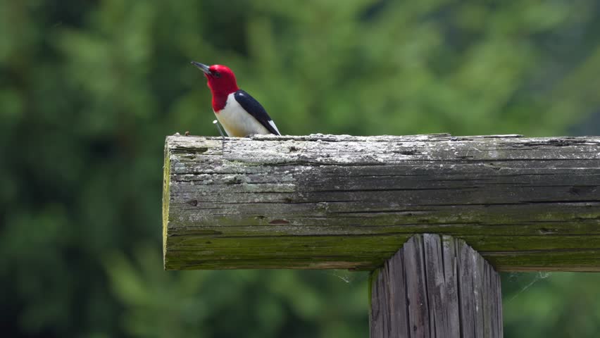 A red headed woodpecker perched on a post and looking for birds in the bright summer sunshine.