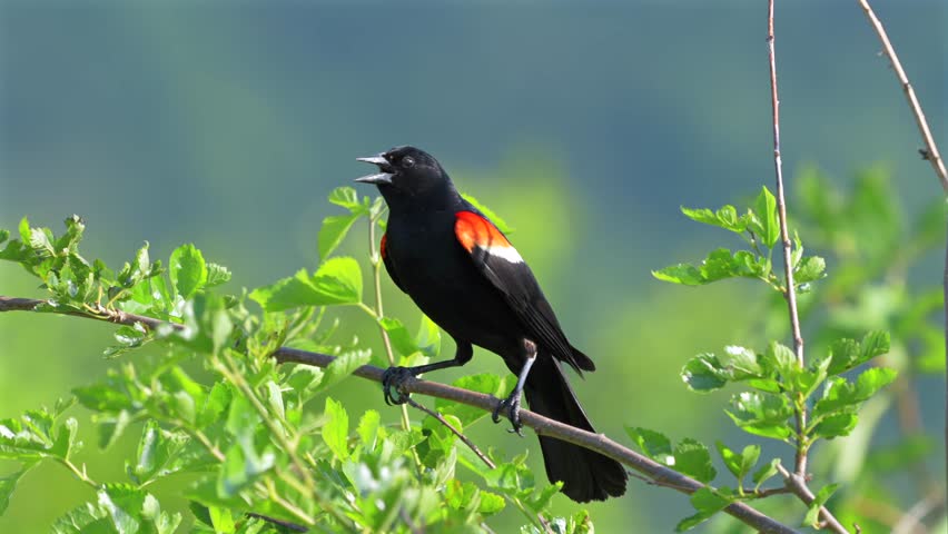 A red winged black bird perched on a leafy branch on a bush on a summer day.