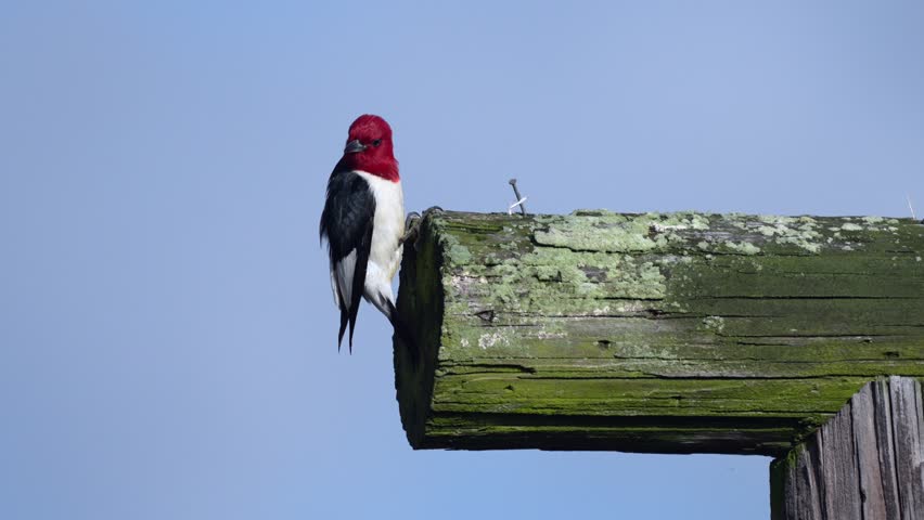 A red headed woodpecker perched on a post and looking for birds in the bright summer sunshine.
