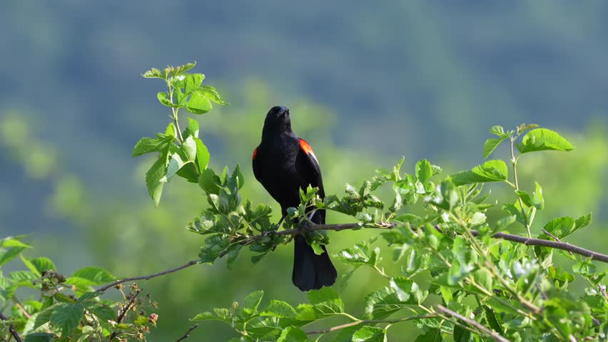 A red winged black bird perched on a leafy branch on a bush on a summer day.
