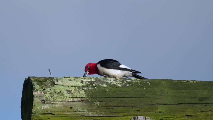 A red headed woodpecker perched on a post and looking for birds in the bright summer sunshine.