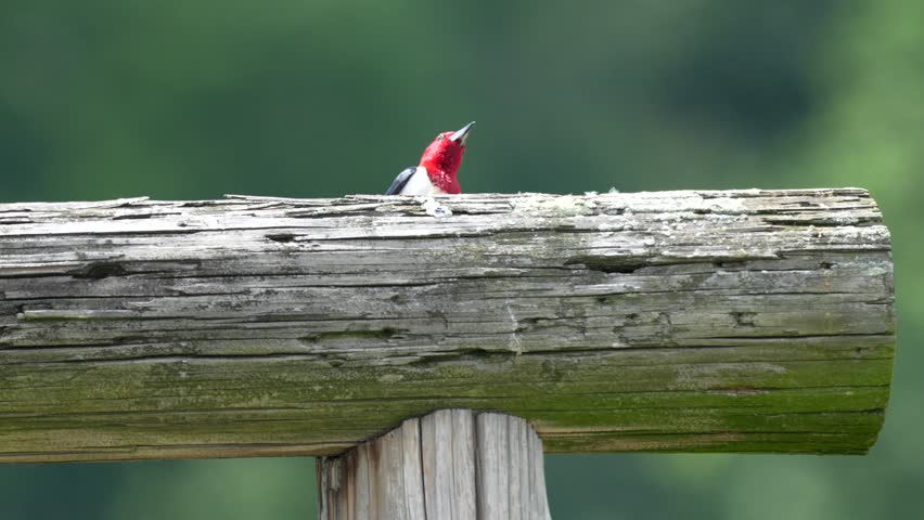 A red headed woodpecker perched on a post and looking for birds in the bright summer sunshine.