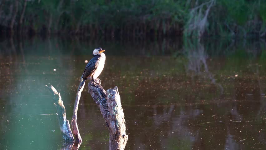 Cinematic slow motion close up shot of Australian wildlife species. a Pied cormorant perched on atop of dead tree in a wetland environment, wondering around its surroundings.