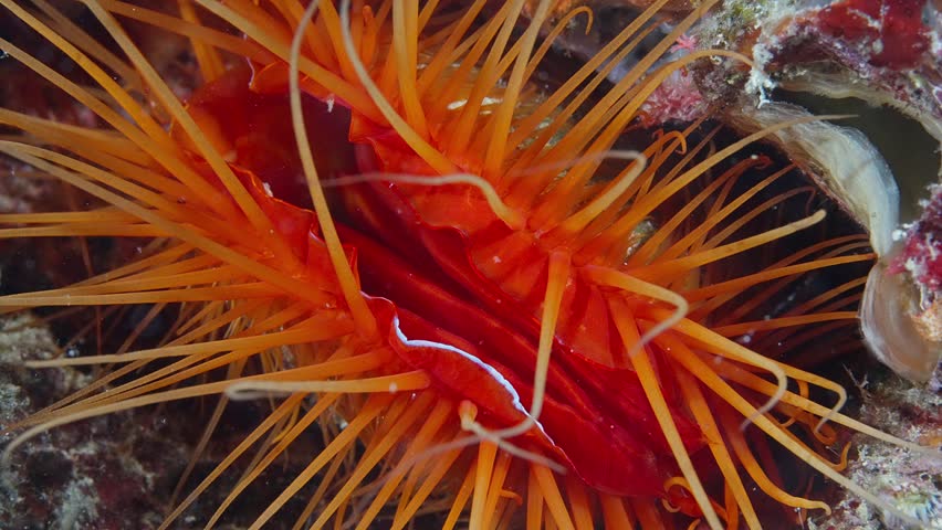 Flame Scallop (Ctenoides ales), or Electric Clam, clean itself, Anilao, Philippines 60fps