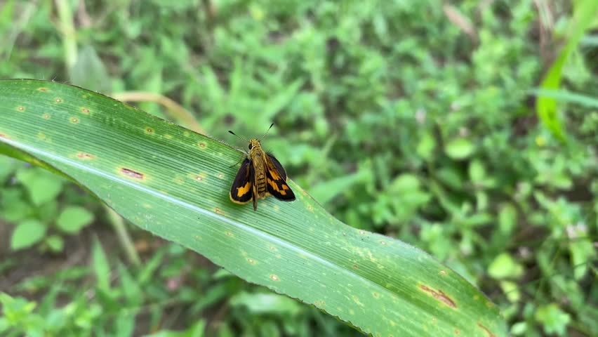 Top view of Dart skipper butterfly spread wings while sunbathing on a leaf