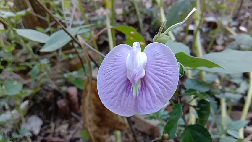 beautiful purple flowers blooming on the side of the road