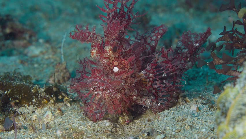 Weedy Scorpionfish (Rhinopias frondosa) facing the camera. Anilao, Philippines 60fps