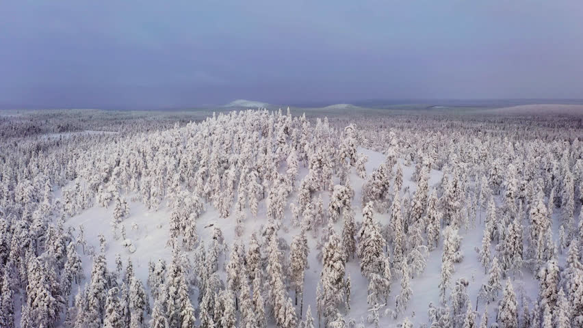 Aerial view of a hill full of snowy forest, winter morning in Lapland, Finland