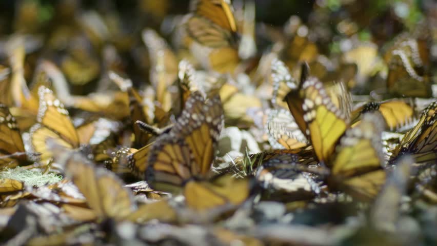 stunning display of nature as thousands of monarch butterflies congregate on the ground, their orange and black wings creating a mesmerizing pattern.