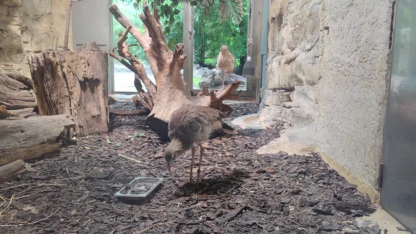 Red-legged Seriema or Crested Cariama eats a mouse and flies