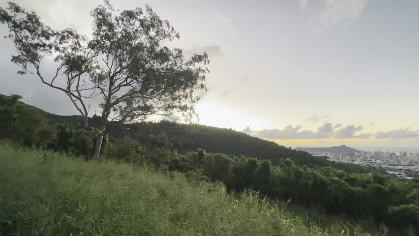 A serene view of Honolulu at sunset, with lush greenery and a tree in the foreground, and the cityscape and Diamond Head in the distance under a soft, glowing sky.