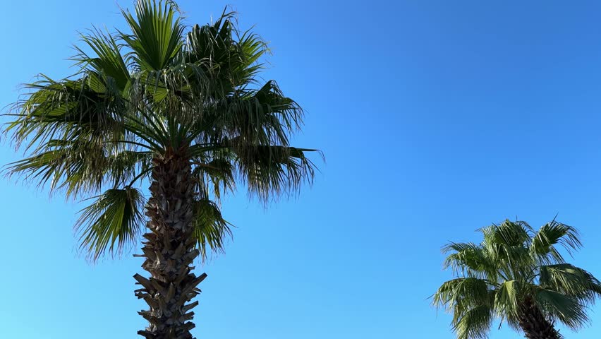 A green palm tree against a blue sky. Palm trees in the sunlight. View of palm trees against the sky with branches swaying in the wind