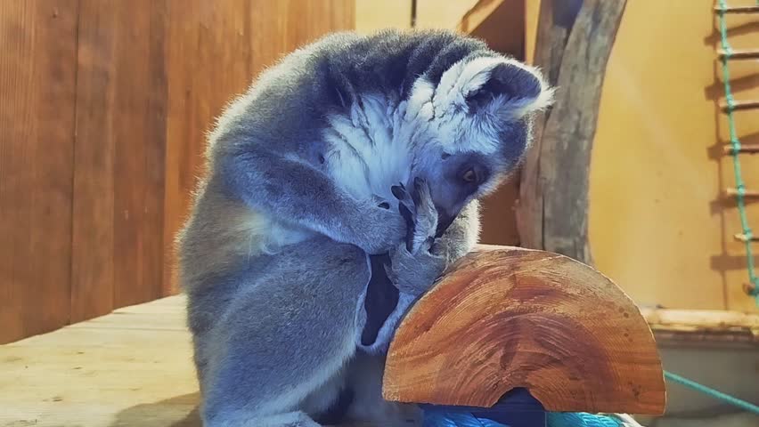 A funny king lemur cleans its paws.