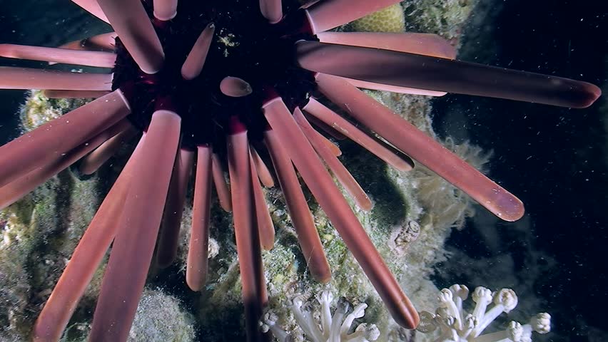 Brown Pencil Urchin (Heterocentrotus mamillatus) crawls along a coral reef at night.