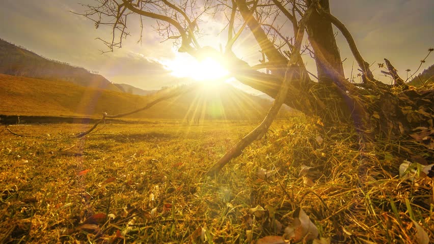 4K UHD time lapse of death tree and drought disaster, dry yellow grass and soil at mountian landscape with clouds and sun rays. Climate change, global warming and ecology problem concept. Horizontal