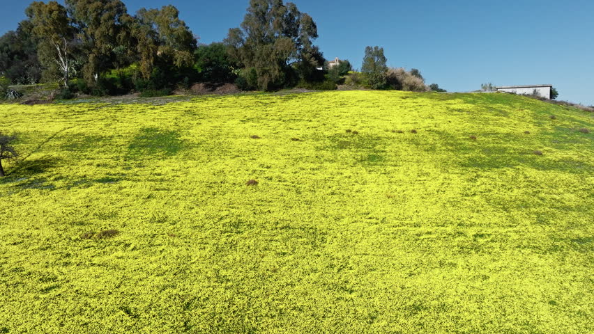 Yellow Flowers Field Growth Hill In Sicily Land