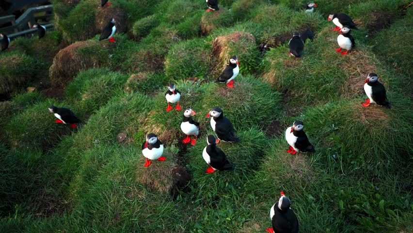 Hundreds of puffins gathering on grassy cliffs by the Atlantic ocean in Iceland