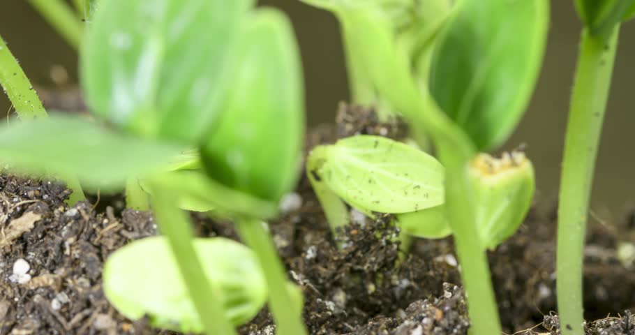 Fresh cucumber growing macro time-lapse. Closeup of germination and growth of tiny leaves. Healthy vegan food concept. Motorised panoramic movement. On natural background.