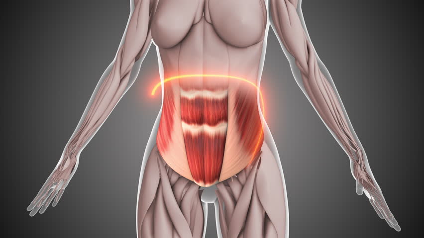 Lower rectus abdominis and oblique muscle anatomy
