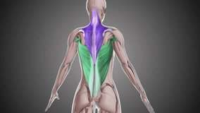 Animation of the latissimus dorsi and trapezius muscles - Powered by Shutterstock - Get 15% off with code: PIKWIZARD15