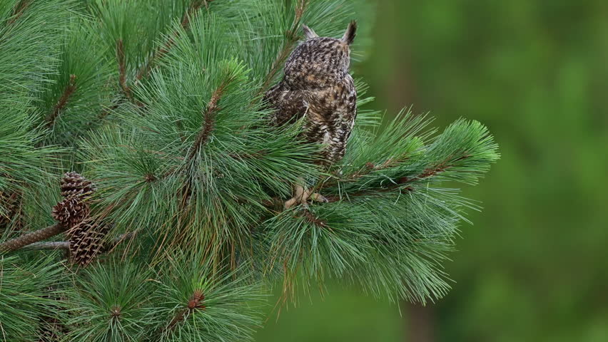 Great horned owl perched in a pine tree in the evening