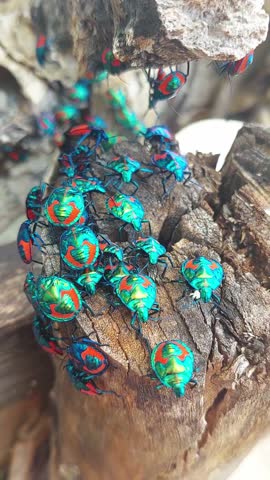 Colourful Hibiscus Harlequin Bugs, Tectocoris diophthalmus in red, orange, blue, green, and metallic crowded on a tree trunk.