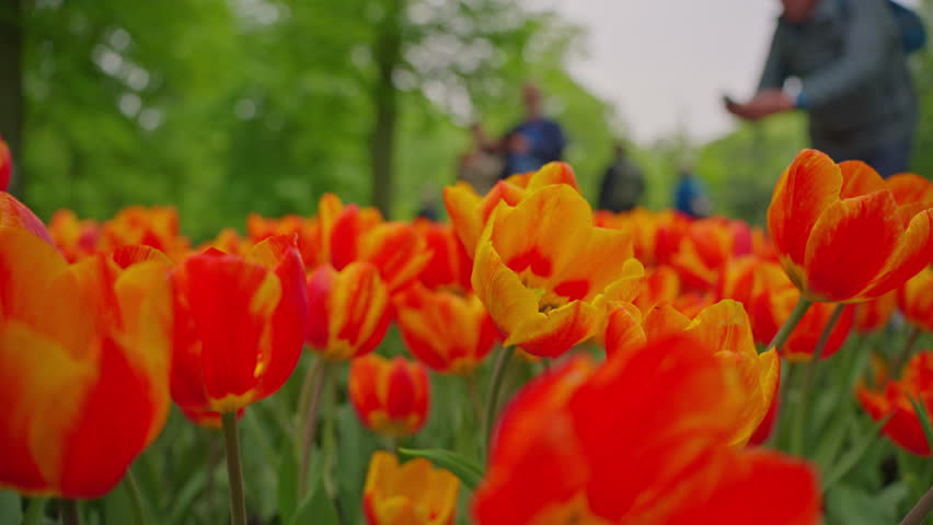 One of the world's largest flower gardens. People enjoy colorful tulips at the Keukenhof flower garden. Keukenhof flower garden with blooming tulip flower beds
