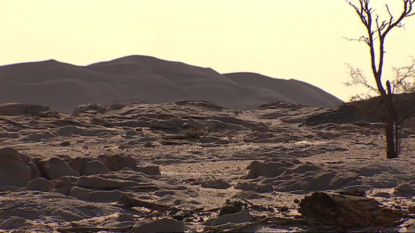 Desert landscape