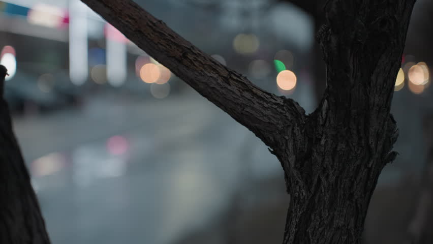 Blurred view of an urban street with visible car headlights across the road, captured through the branches of a tree