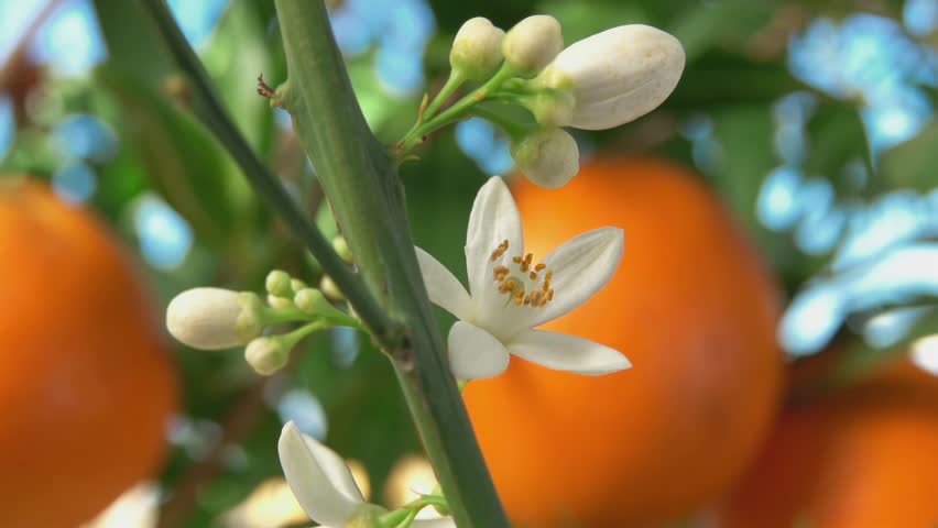 The white orange fragrant flower is blooming on the branch of the green citrus tree . High quality 4k footage