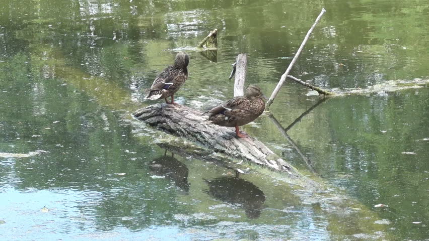 Wild ducks preen their feathers while sitting on a snag sticking out of the lake water