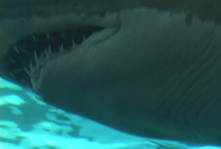 Underwater footage including Great White Sharks and fish in large aquarium