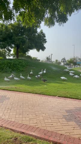 A Group Of Ducks In The Park During Summer 4K Video Footage