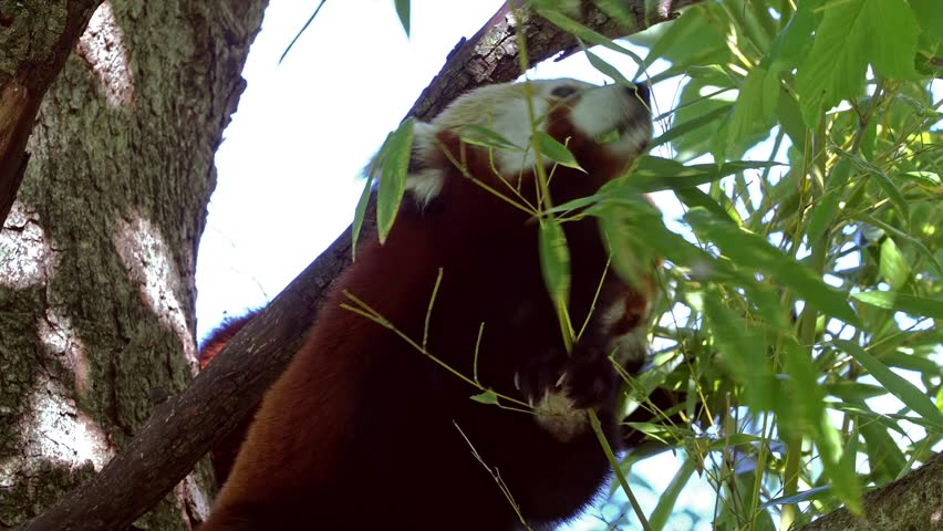 The red panda, Ailurus fulgens, also called the lesser panda and the red cat-bear sitting on a tree