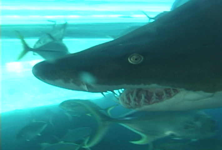 Under water footage with Great White Sharks and fish in close up series.