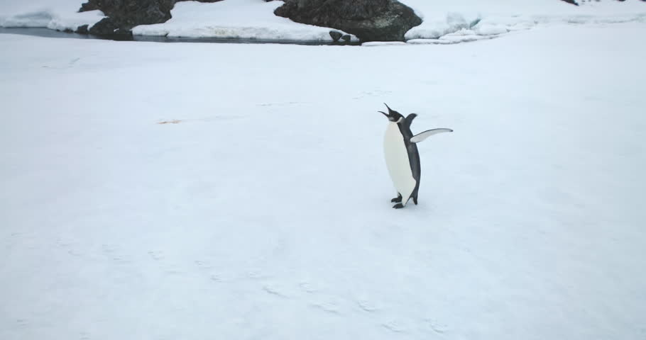 One emperor penguin enjoy snow hill in Antarctica coast. Explore Antarctic wildlife sea bird. Wild nature travel and exploration. Discover South Pole rare species behavior. Close up aerial drone shot