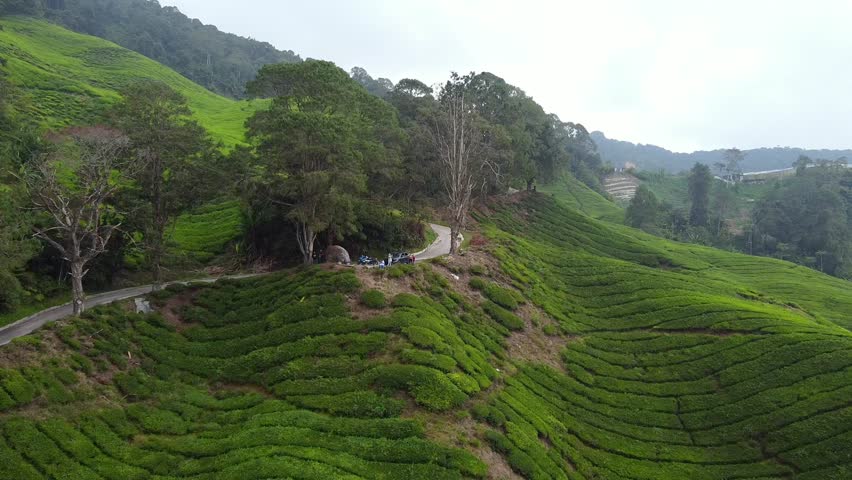 Aerial view in green tea plantation valley in Malaysia, beautiful Cameron highlands landscape, tourism and agriculture concept.
