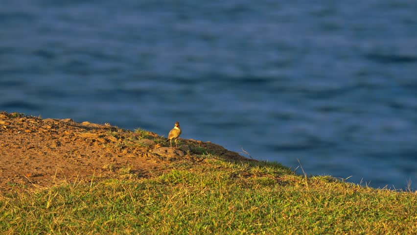 Eurasian skylark singing and the sea in the background