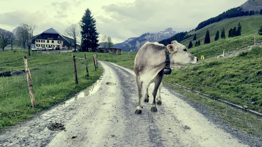 A domestic cow stands on the road in a village against the backdrop of the Alpine mountains and waves its head.