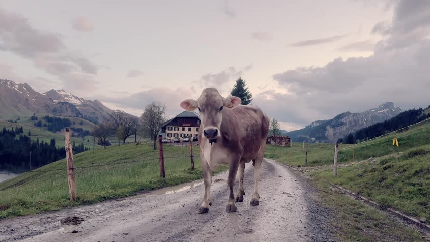 A domestic cow stands on the road in a village against the backdrop of the Alpine mountains and waves its head.