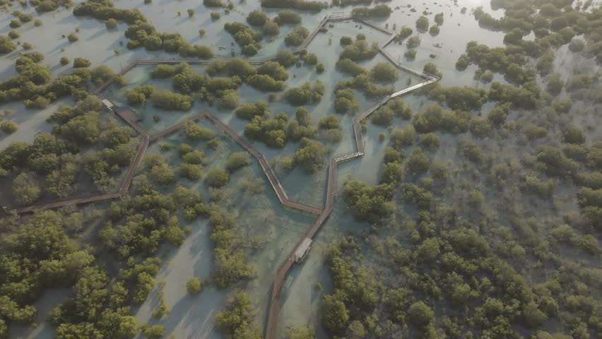 Aerial view of mangrove wetland with wooden paths and boardwalk, Jubail Mangrove Park, Abu Dhabi, United Arab Emirates.